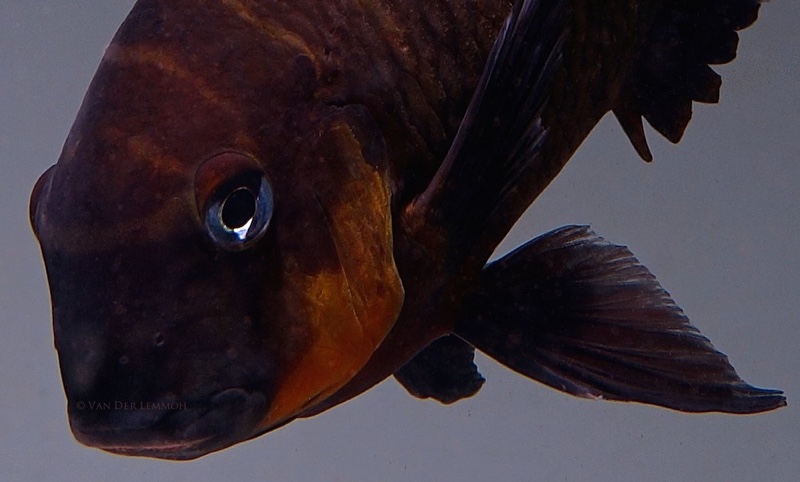 Tropheus sp. 'mpimbwe' Cape Mpimbwe (Red Cheek)